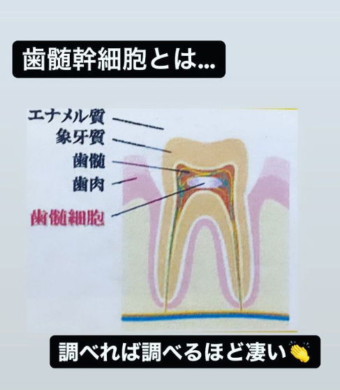 歯髄幹細胞の強み