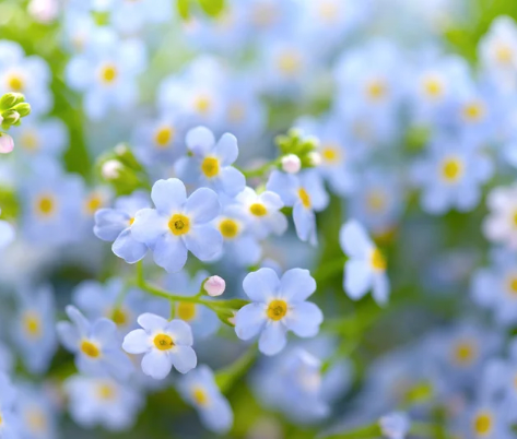「忘れな草」の花言葉は“私を忘れないで”｜儚く美しいストーリーと本物の忘れな草のアクセサリーのご紹介