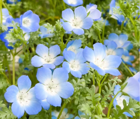 ネモフィラアクセサリーはこんなシーンにおすすめ｜ブローチ・ヘアゴムで楽しむ大人のお花アクセサリー