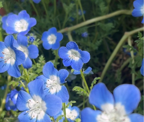 ネモフィラの花言葉「どこでも成功」に想いをのせて。新しい一歩を応援する本物のネモフィラのアクセサリー