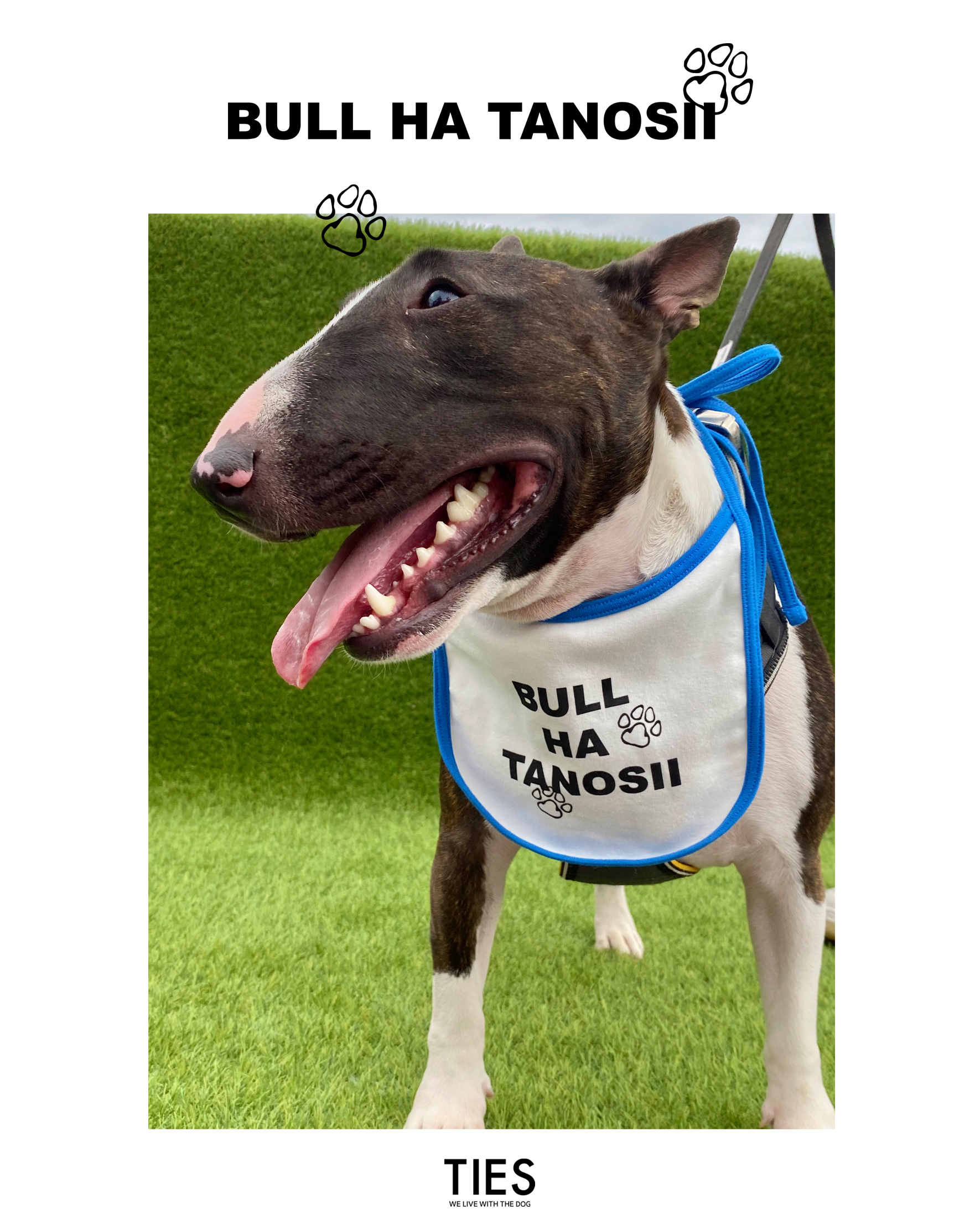 関東ブルテリアオフ会で販売します!ー③