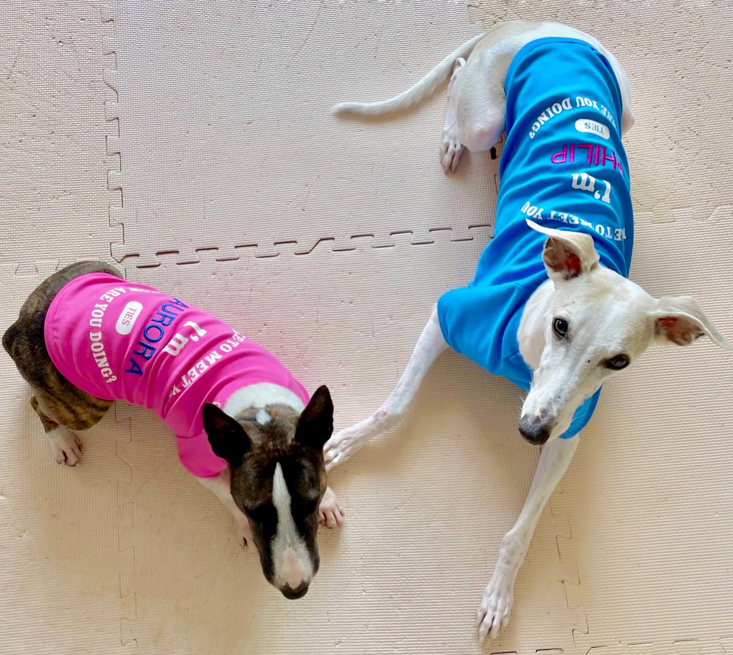 "ALL WANS"シリーズ  愛犬のお名前入りTシャツ 皆さんよく似合っています！