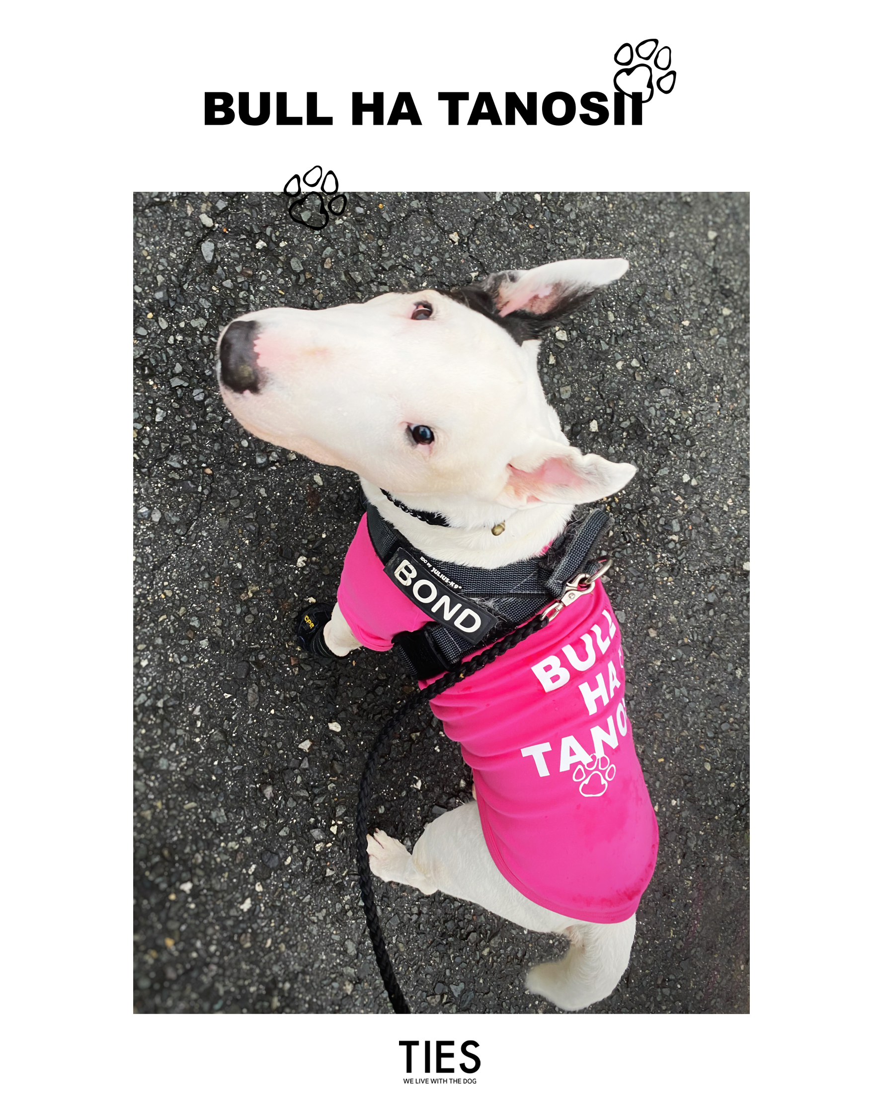 関東ブルテリアオフ会で販売します!ー②