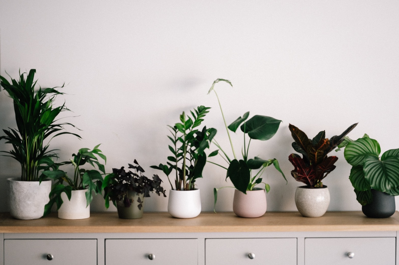 【Green】 植物のある暮らしで日常に小さな潤いを