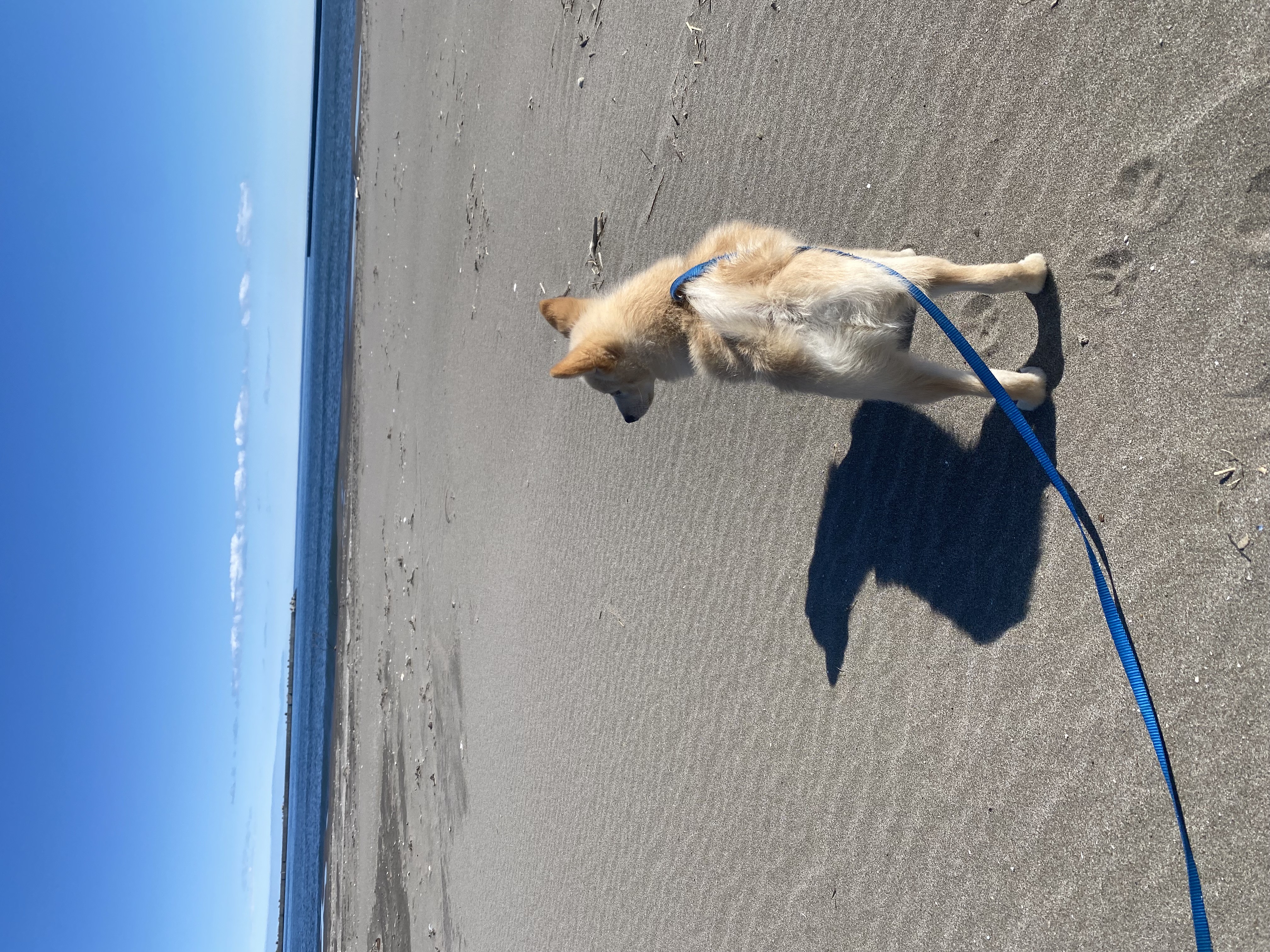 北海道に引っ越しをしました。