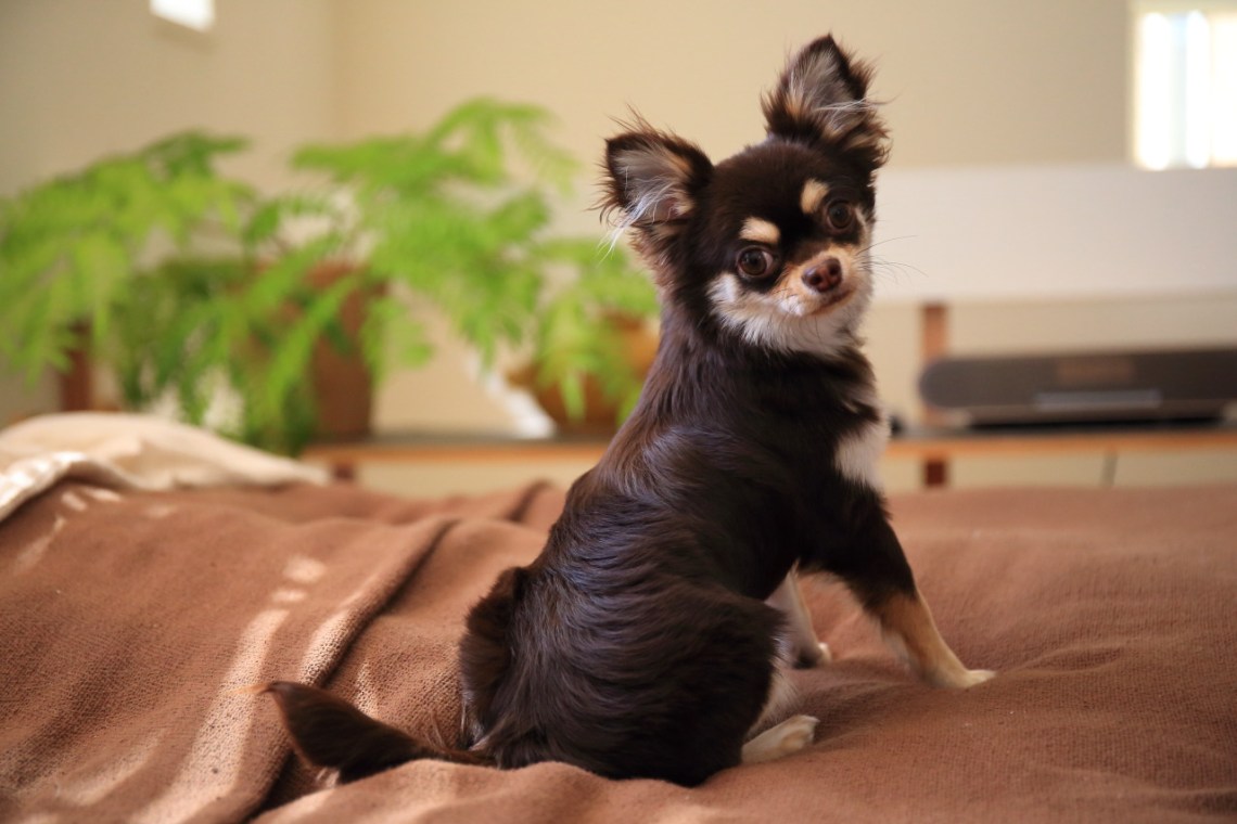 犬の特発性てんかんの抑止にオメガが効くことを東京大学が研究発表