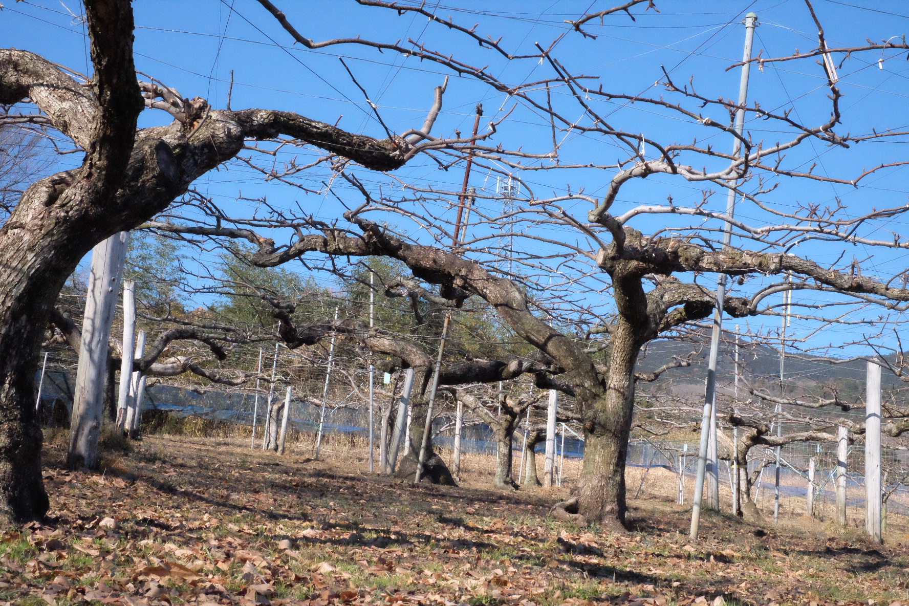 今年の梨について、まずはお知らせです　｜　　先行予約について