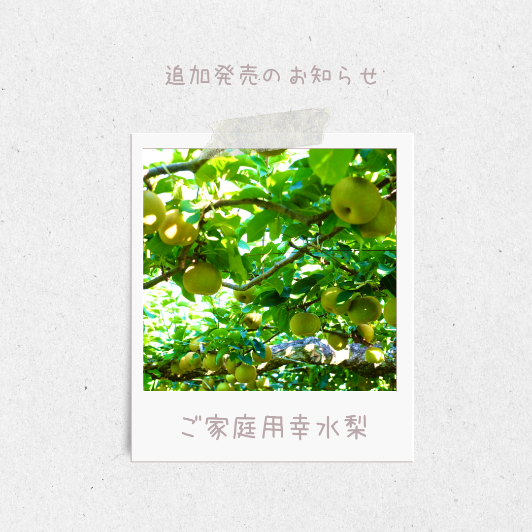 追加発売！大変お得な【ご家庭用】幸水梨