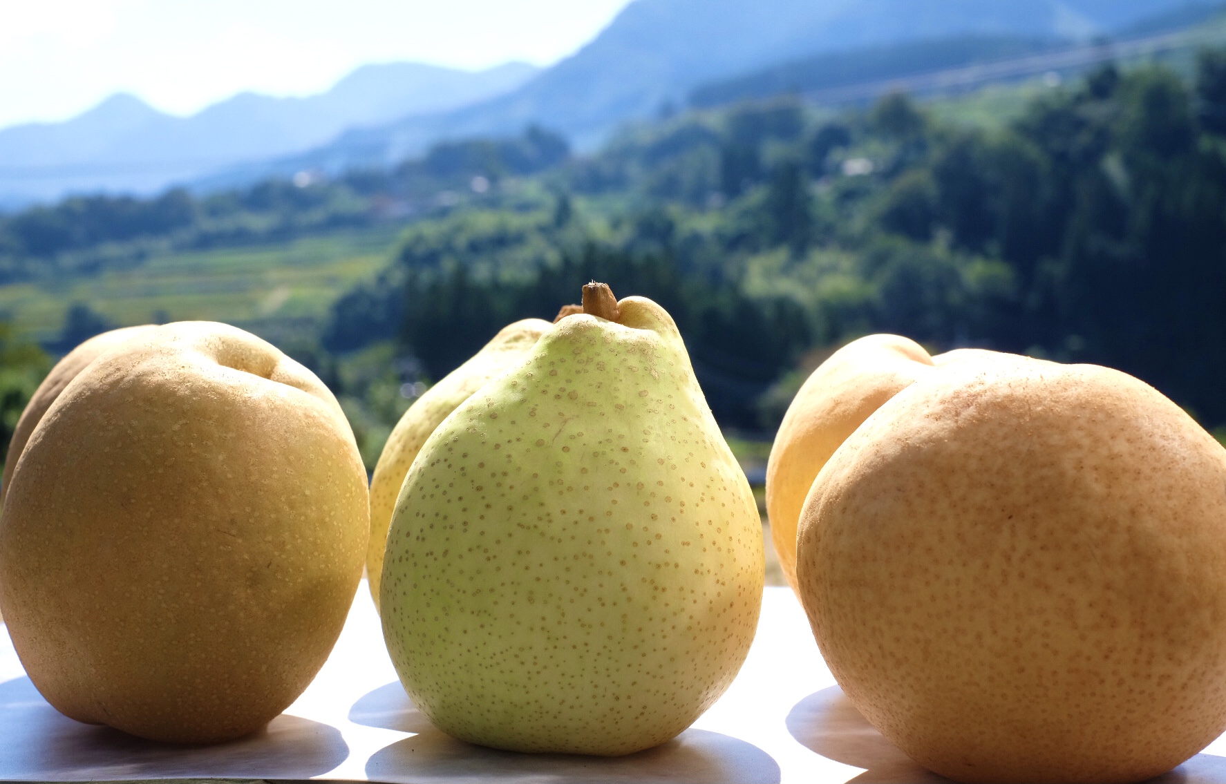 その年に出会えたらうれしい梨のご案内