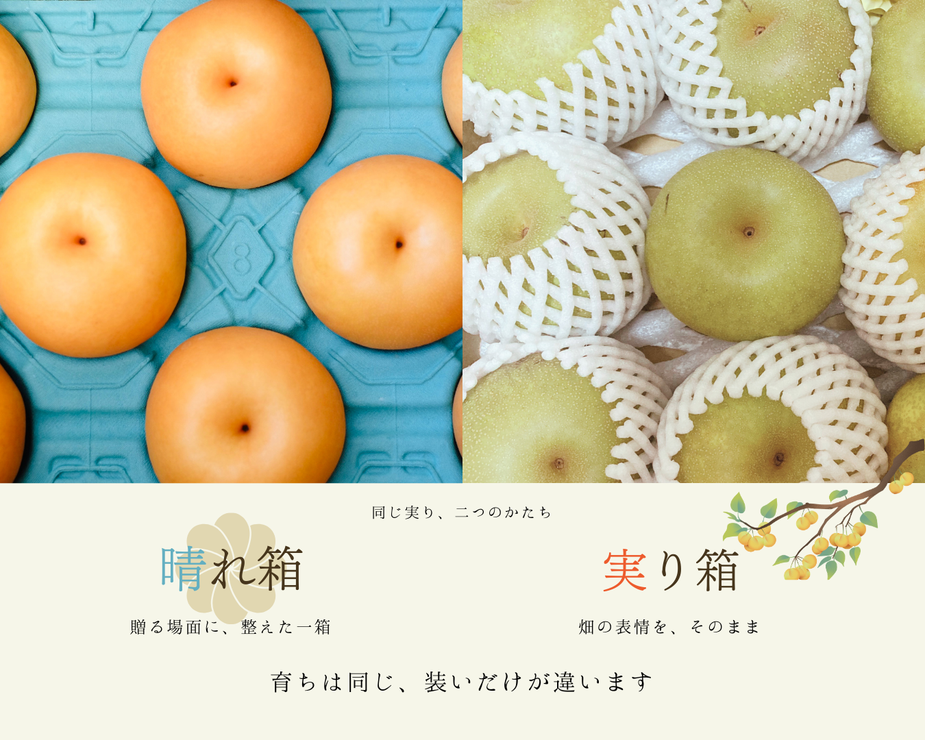 贈る梨と、暮らしの梨。 ー「晴れ箱」と「実り箱」の違いについてー