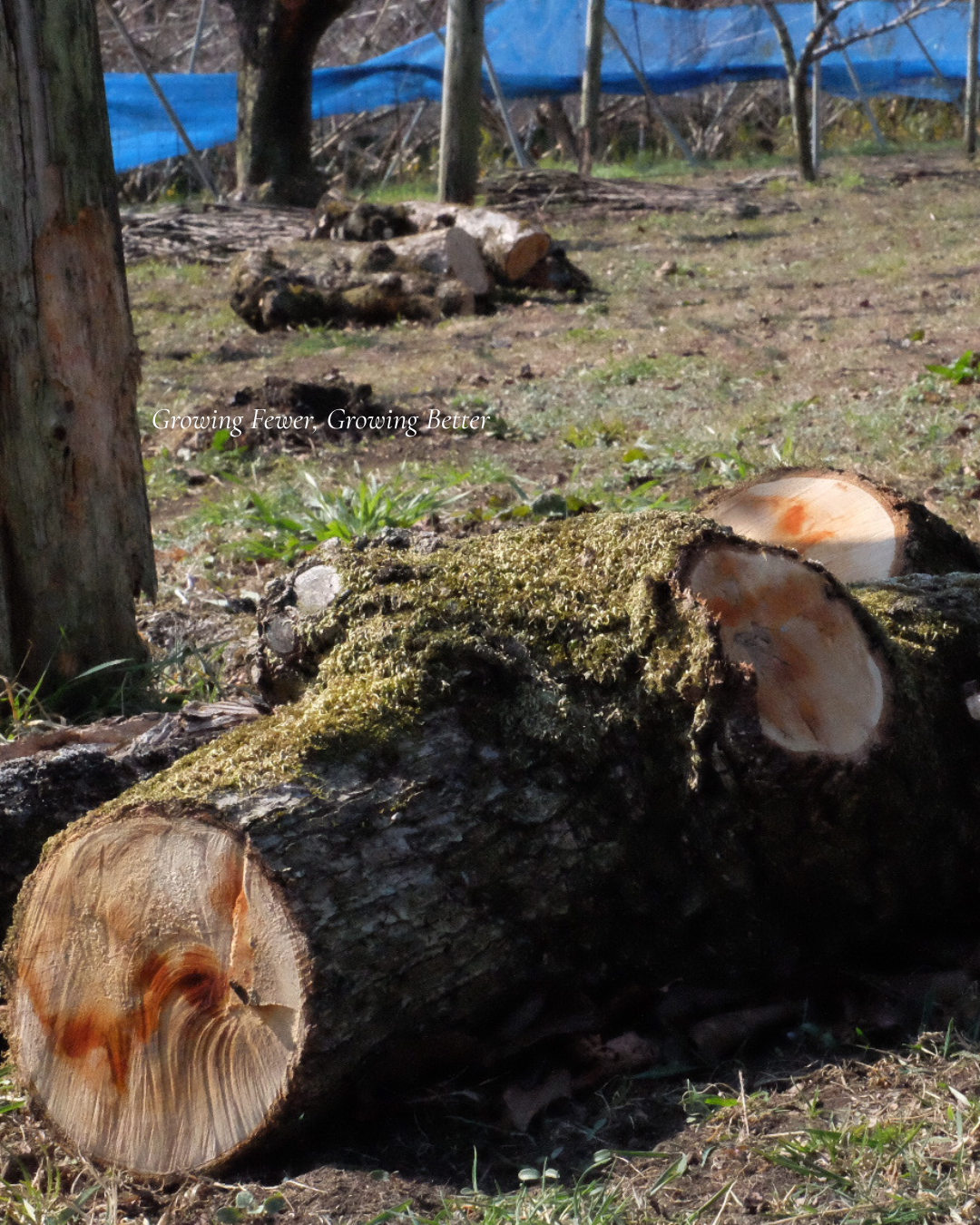 今年の　『幻の梨　新水』について