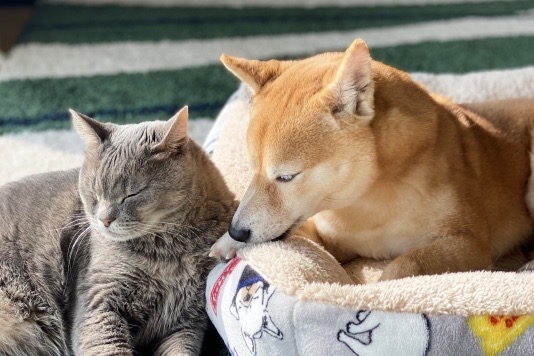 犬と猫を一緒に飼うときは、最初が肝心。