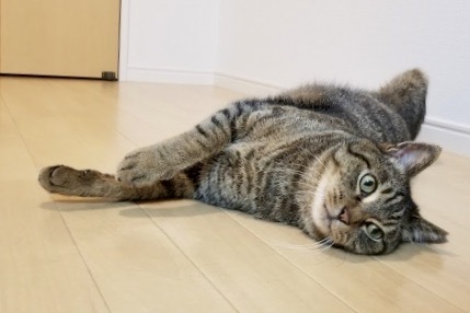 猫🐱には４つの気分がある？！