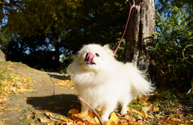 愛犬におすすめの秋の食材  　
