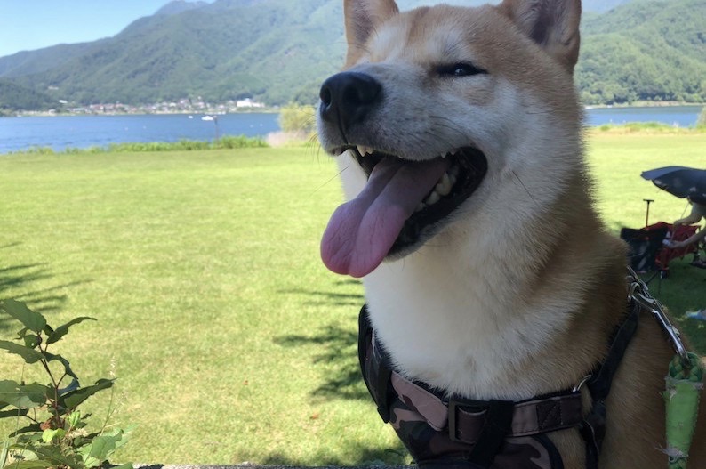 マスコット犬、ぽん太くんの紹介🐶