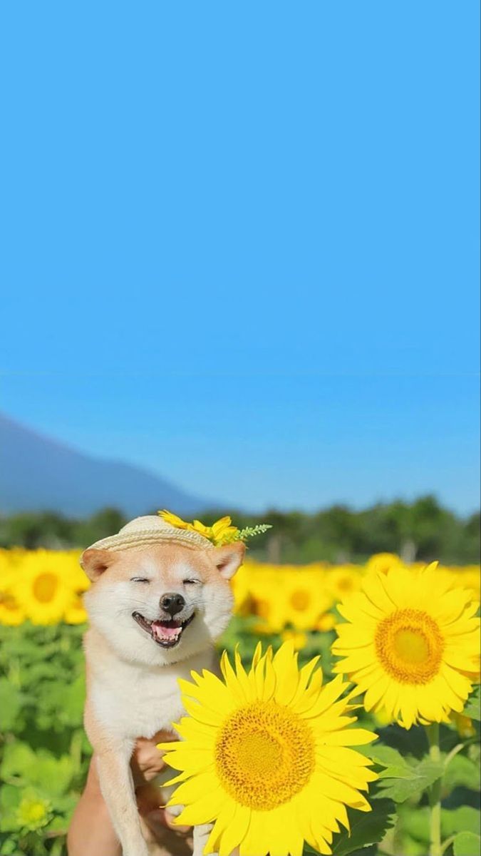 ペットの夏の過ごし方は？