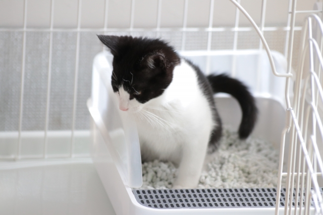 猫がトイレ以外でおしっこをしてしまったら？