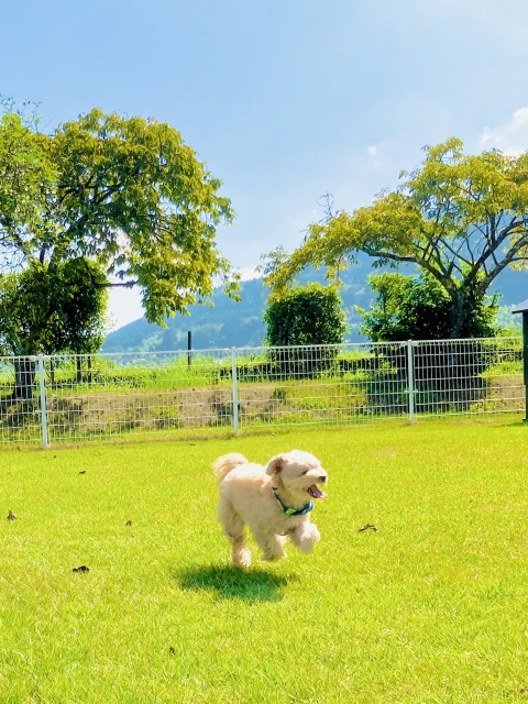 愛犬との旅行に必要な持ち物は?
