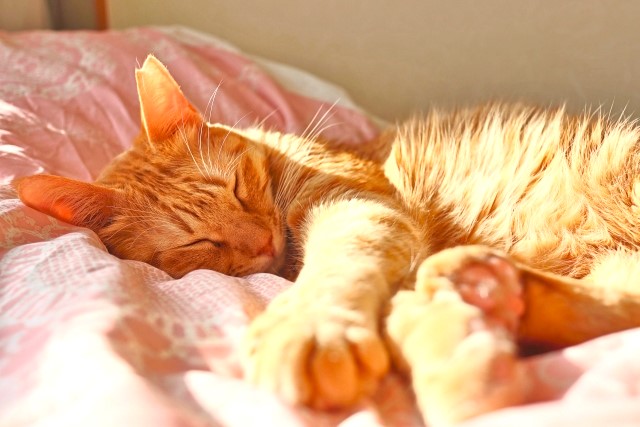 猫にとって快適な温度は何度？
