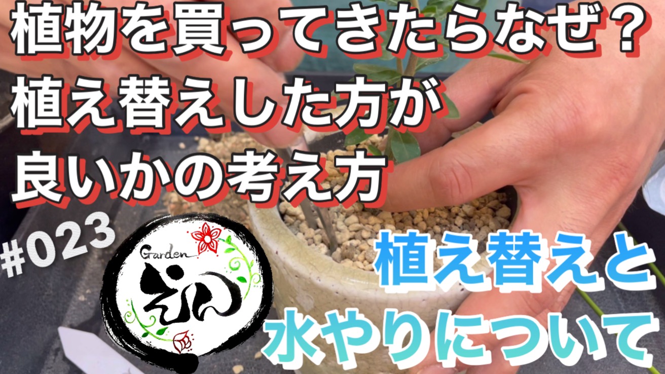 植え替えシーズン！初めての植え替えされる方！参考までに◎