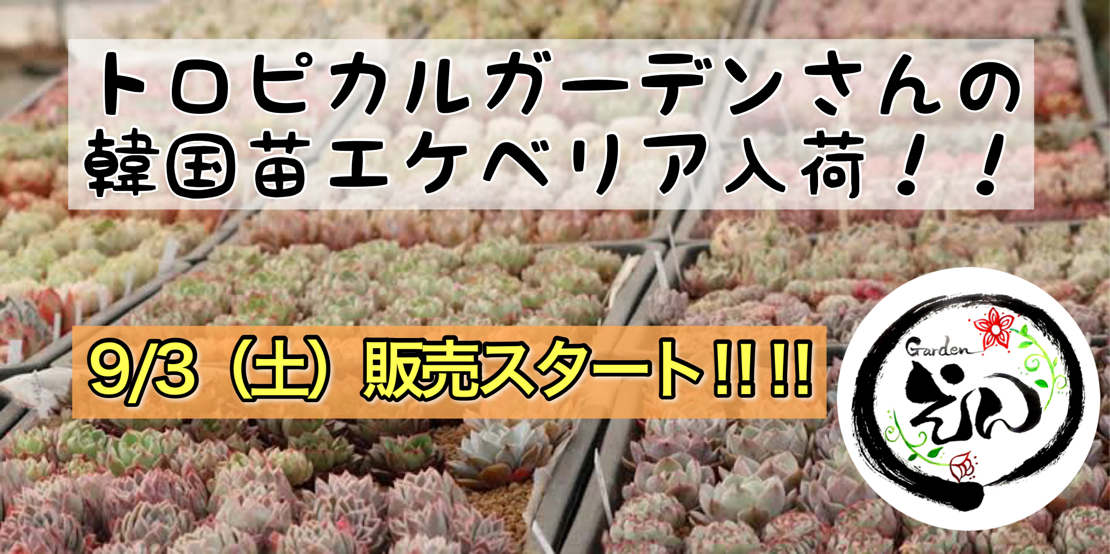 韓国苗エケベリア新入荷！！