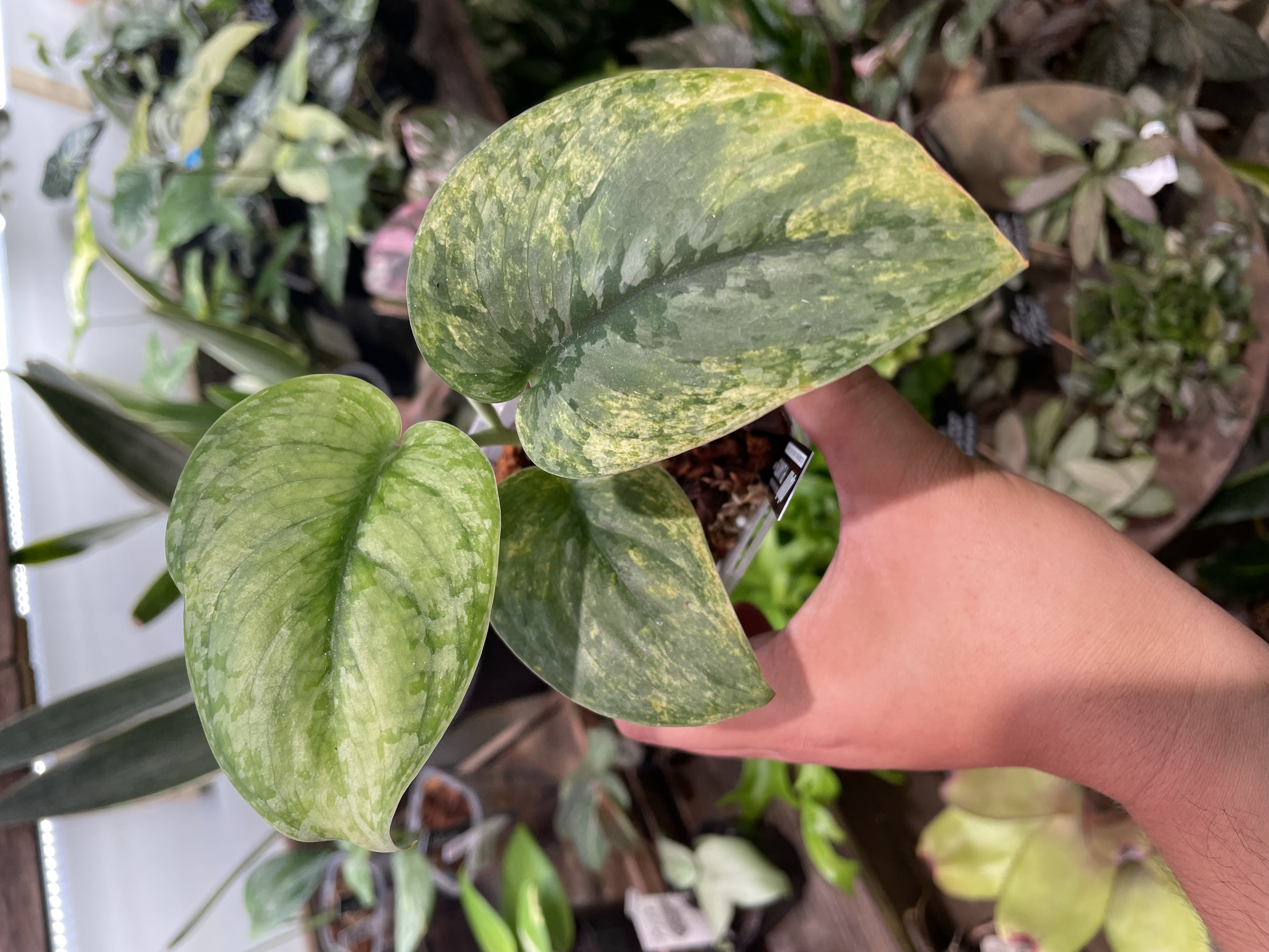 中山PLANTSさんスキンダプサス入荷❗️