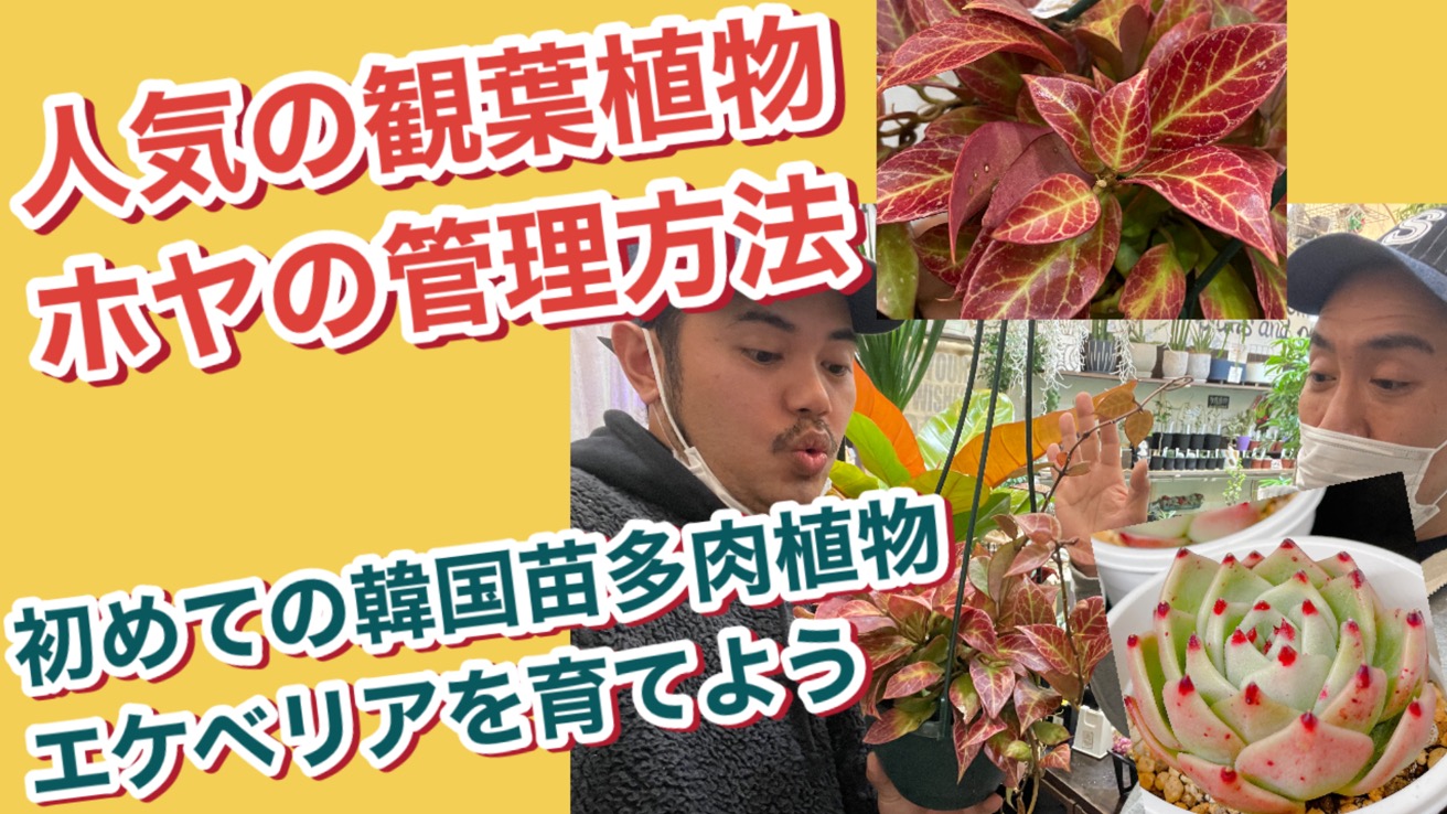ホヤの育て方と韓国苗エケベリアを買ってきたら、根を出さす！カンタンな方法
