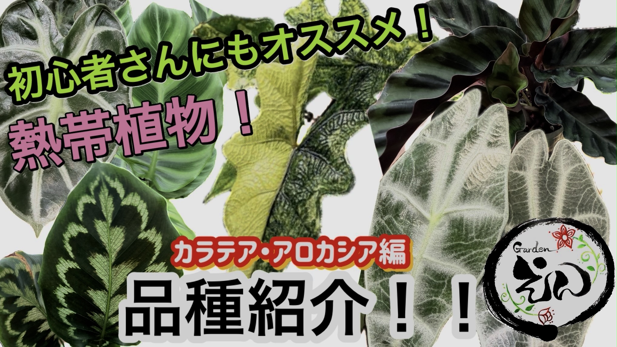 【YouTube動画】初心者にもオススメ！カラテア・アロカシア編
