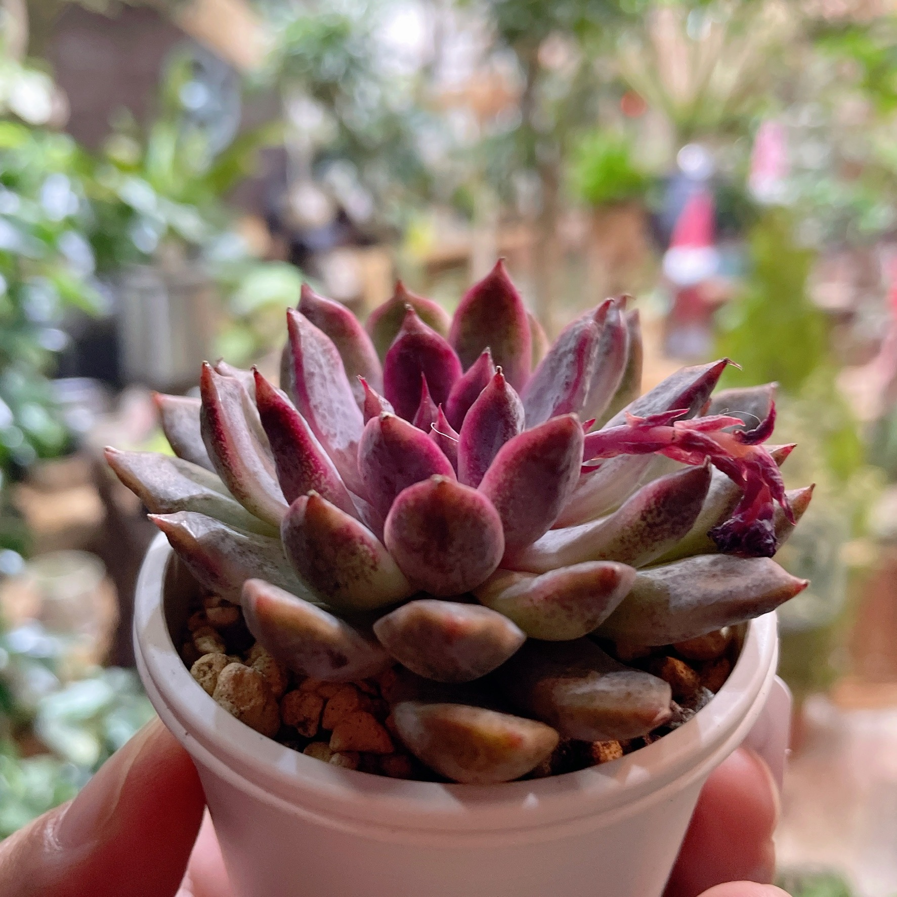 新入荷！韓国苗エケベリア植物動画アップしました！