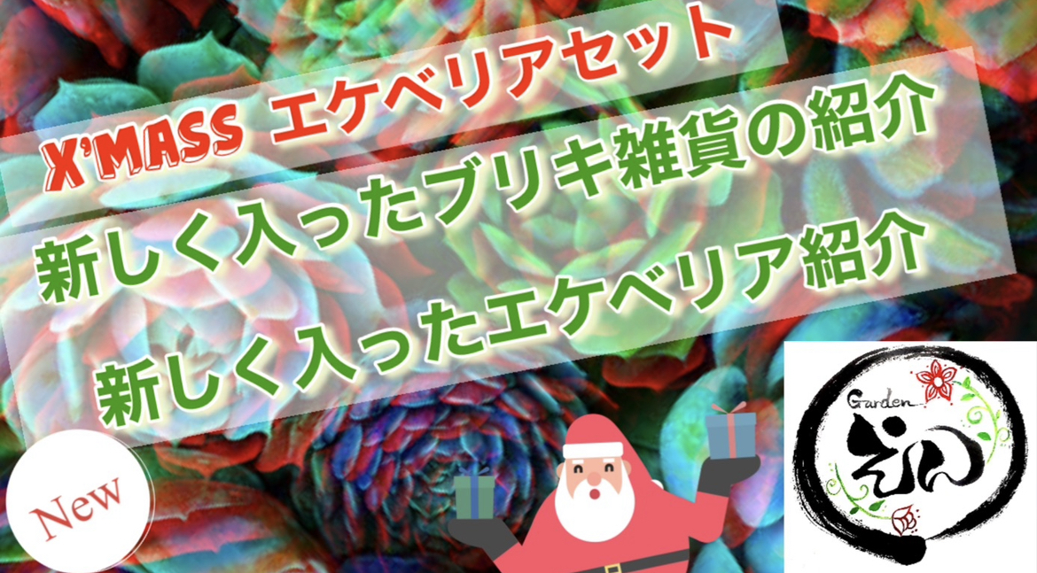 Gardenえん韓国苗エケベリアクリスマスセット販売開始〜！！