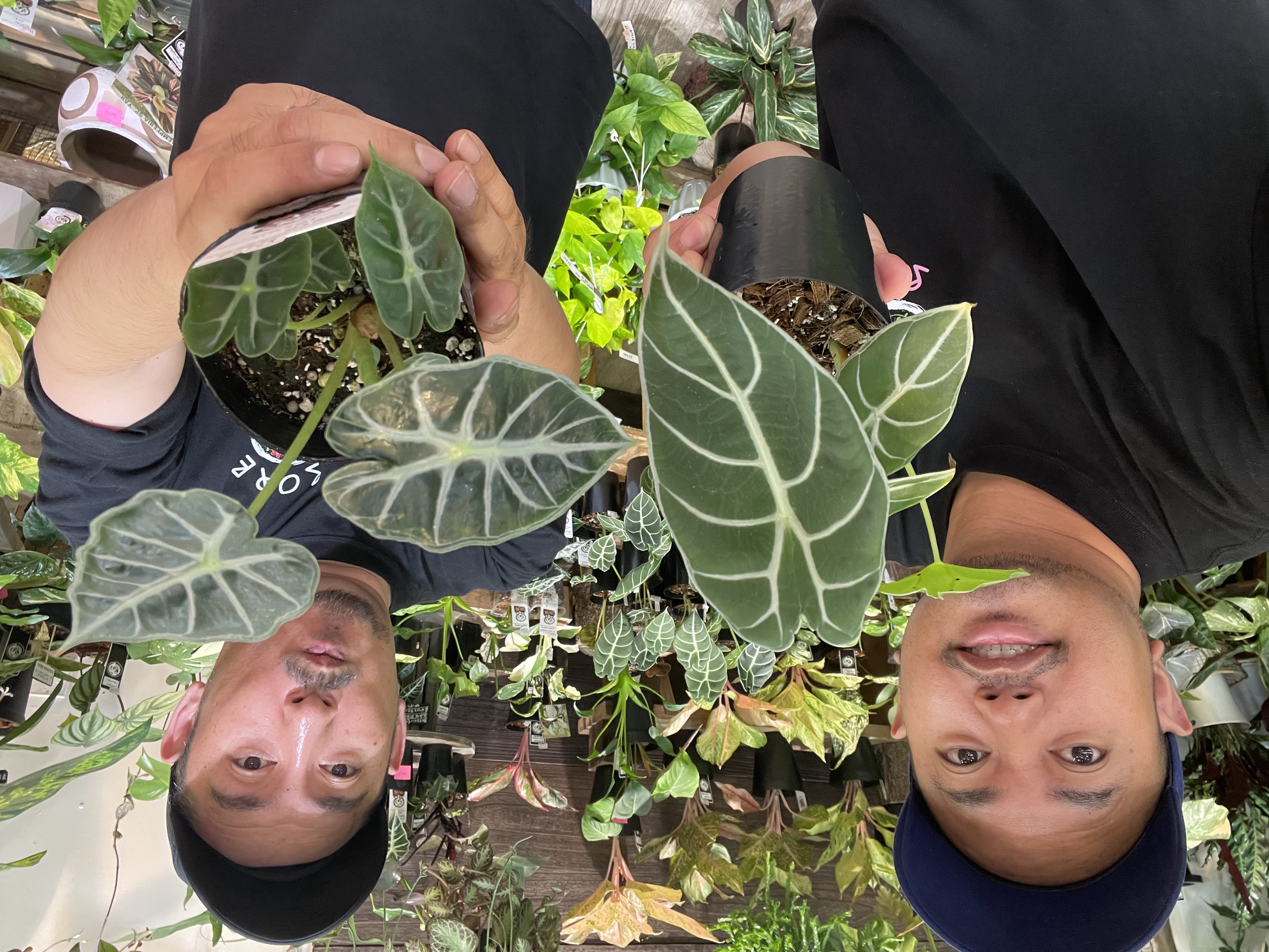 【YouTube】what's Alocasia?! オススメ品種！新入荷紹介！