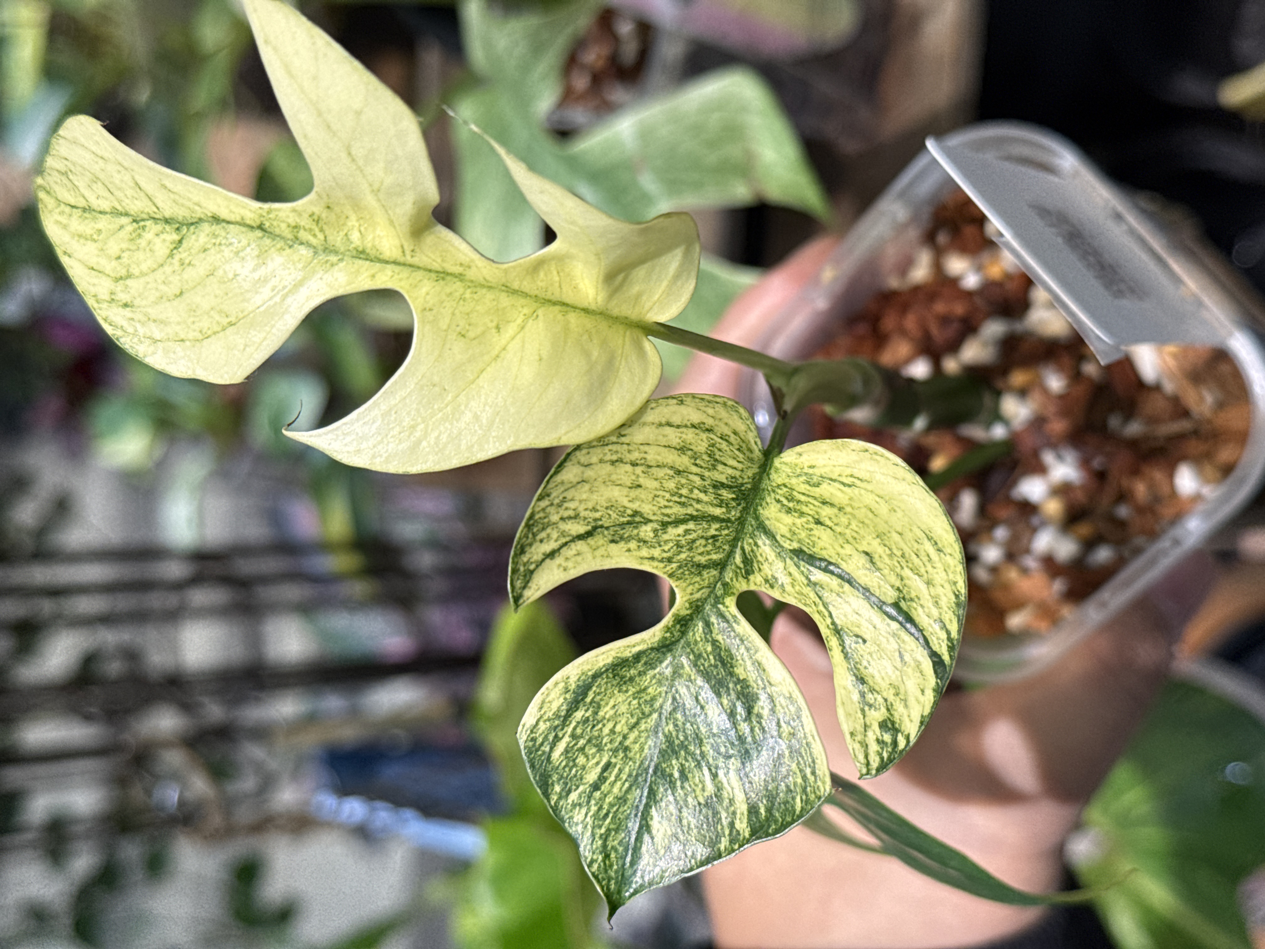 ［YouTube］モンステラ特集！　01/17(土)通販サイト19:00〜更新‼︎