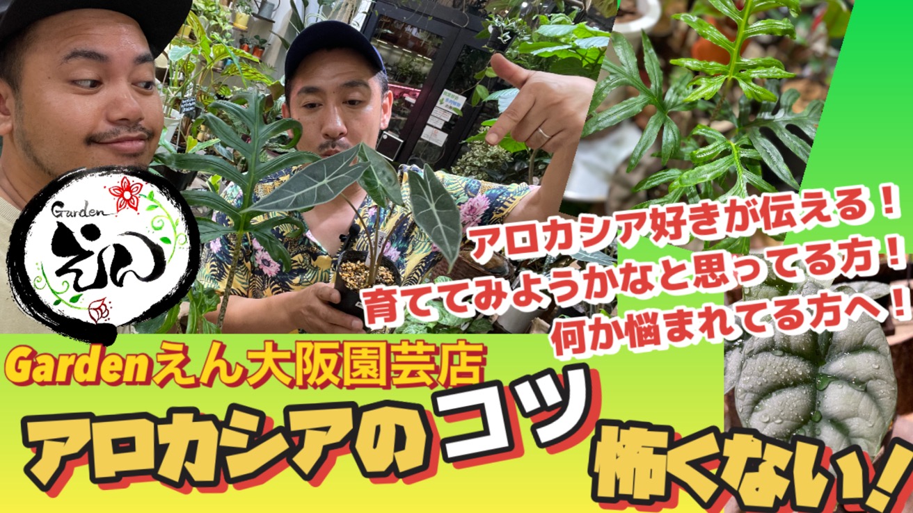 アロカシアをうまく育てるコツ！！熱帯植物アロイド、クールでかっこかわいい植物！！