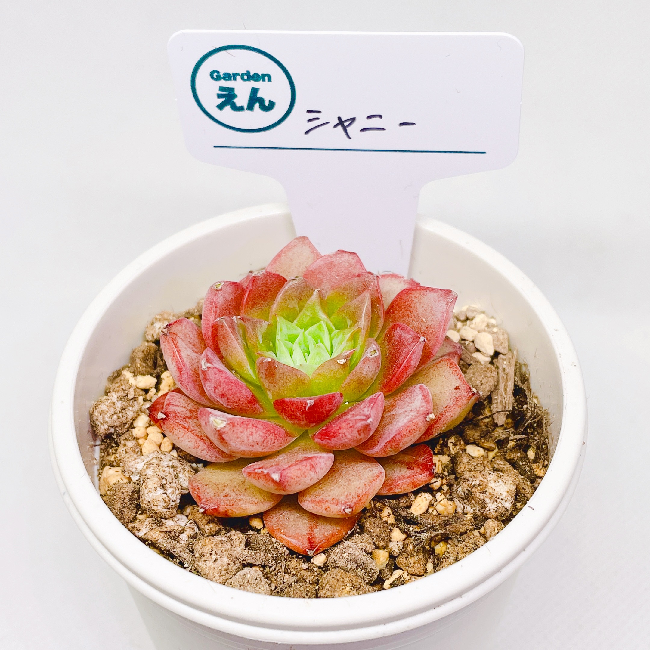 多肉植物韓国苗入荷してます✩