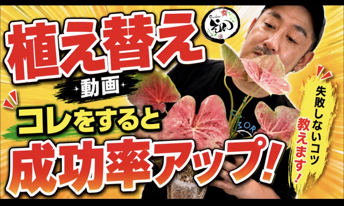 植え替え動画！コレをすると、成功率アップ！！【YouTube】