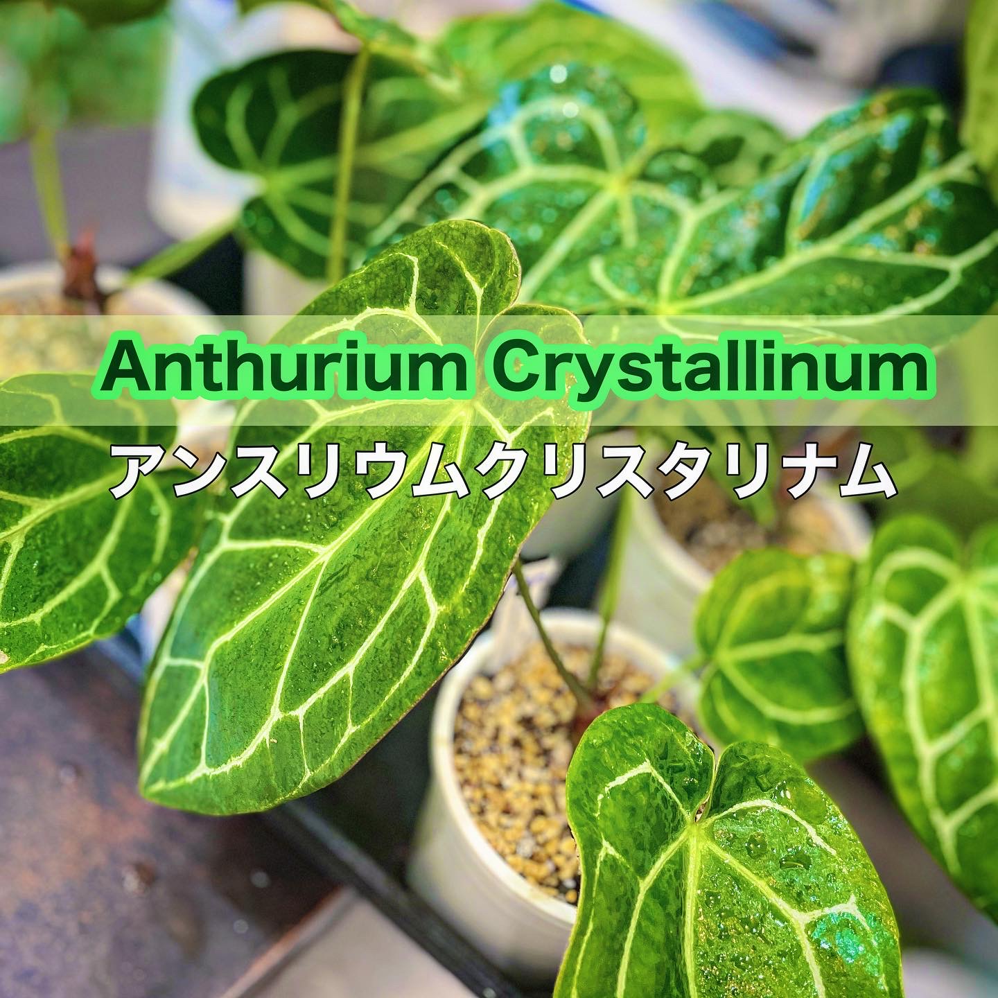 新入荷商品販売スタート！3/11 11:00〜