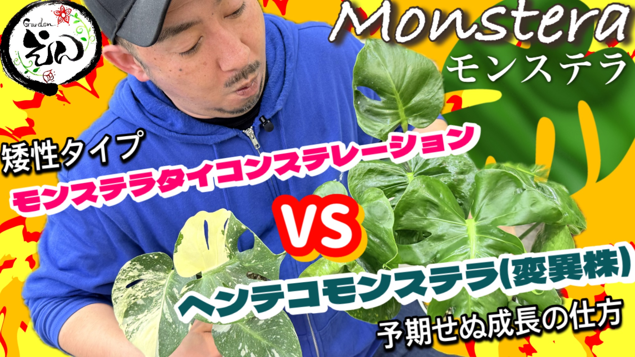 矮性タイコンステレーション VS ヘンテコモンステラ