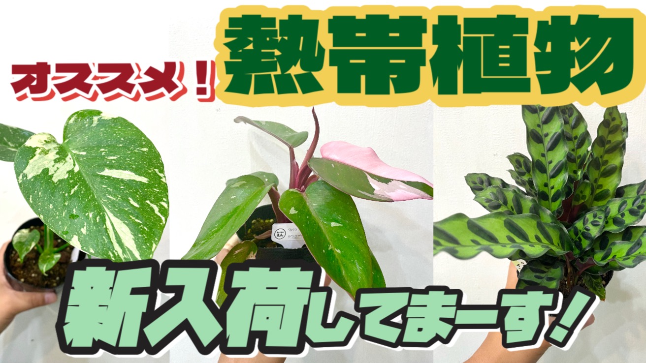 新入荷動画紹介🪴