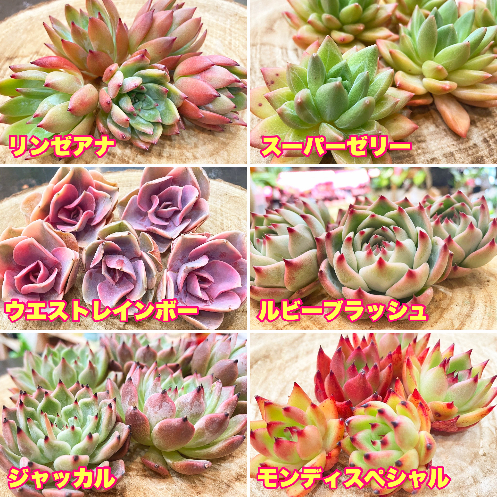 韓国苗エケベリア新入荷！春の韓国苗プチセット！