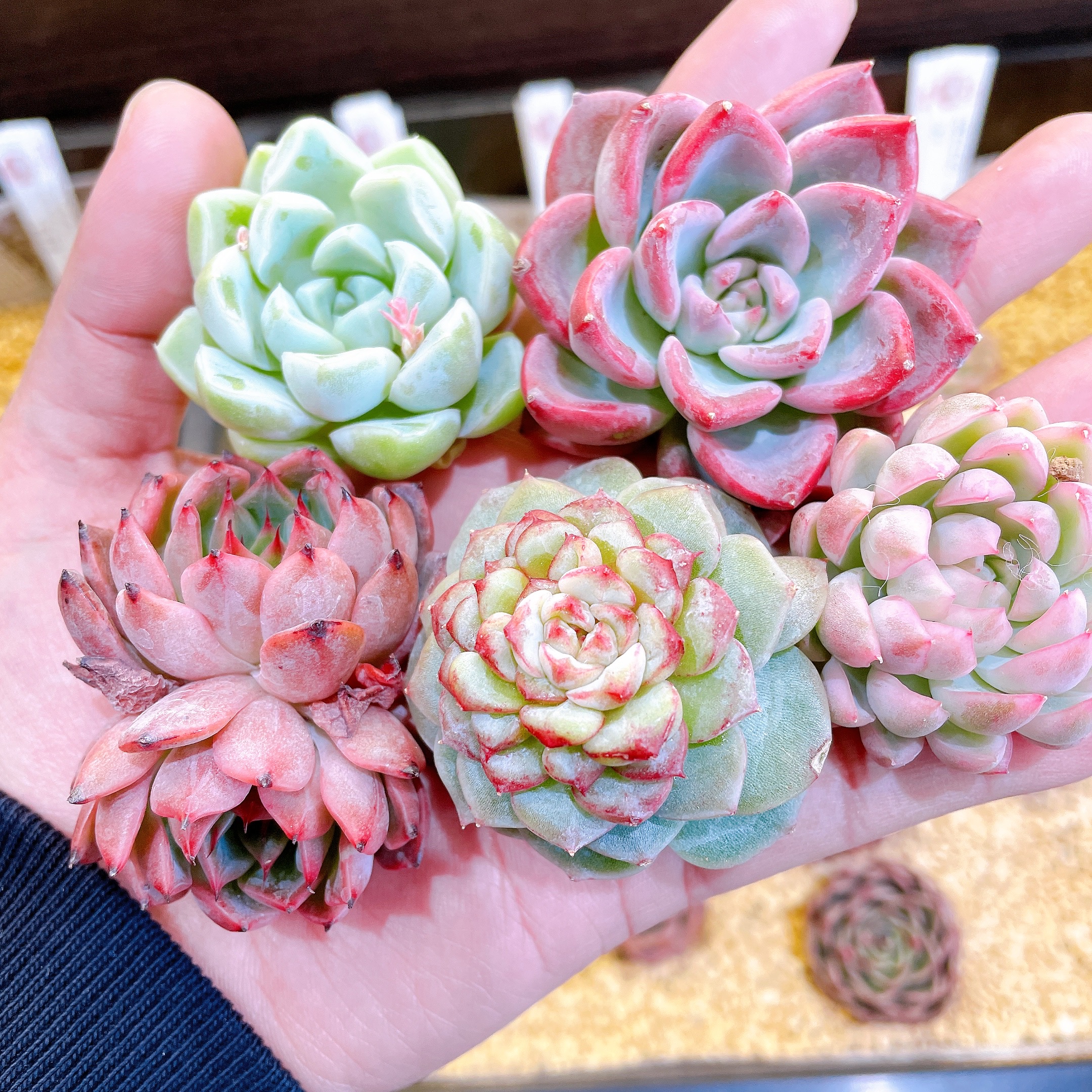先着5組様、トロピカルガーデンさん苗エケベリア多肉植物６品種セット販売します！！