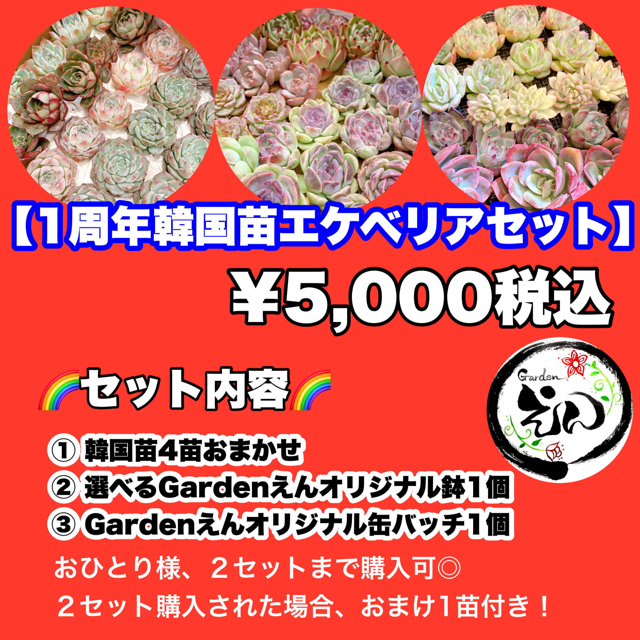 １０セット限定！！韓国苗周年エケベリアセット販売します！！