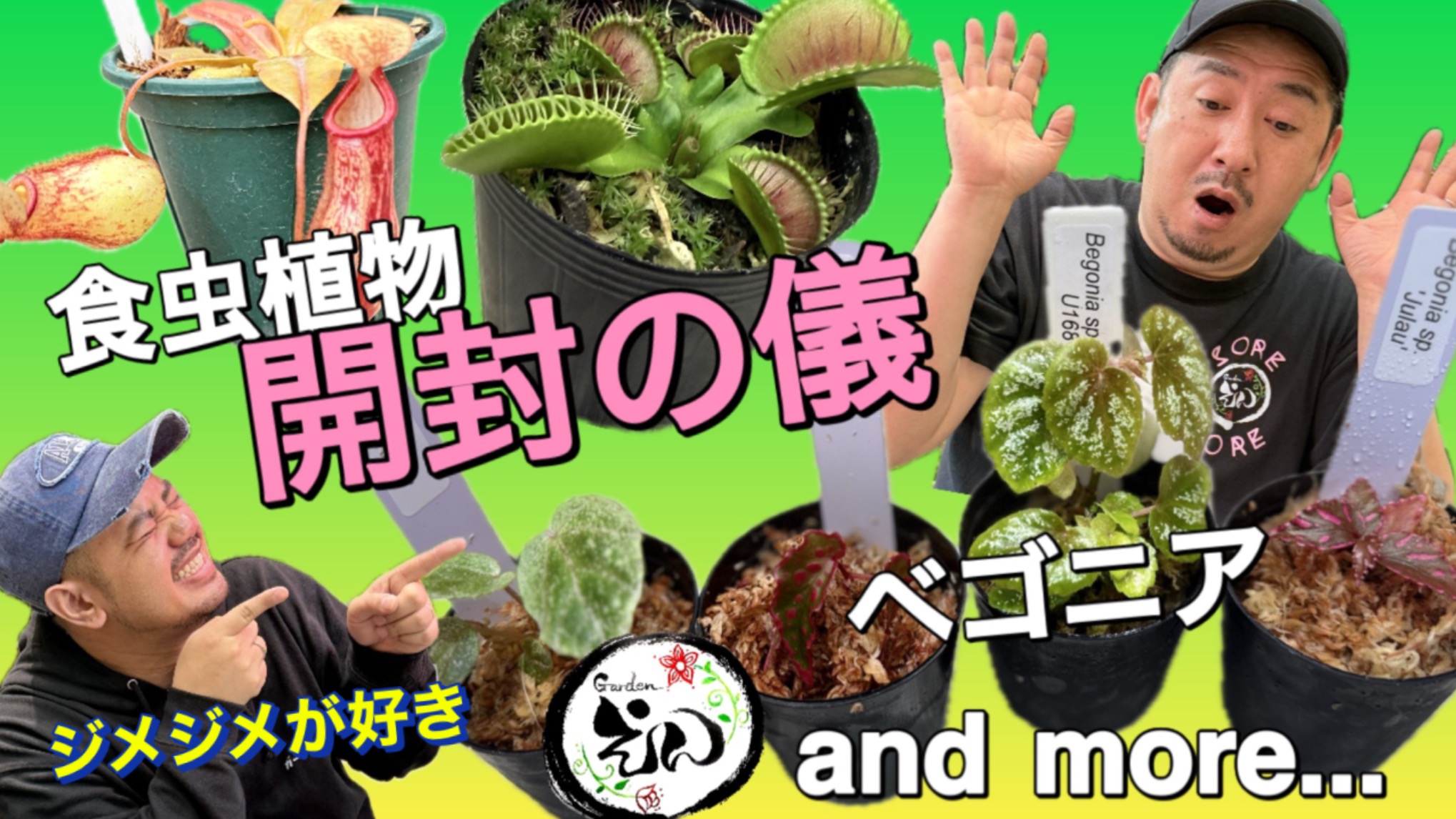 【YouTube動画あり】食虫植物・Begoniaご紹介
