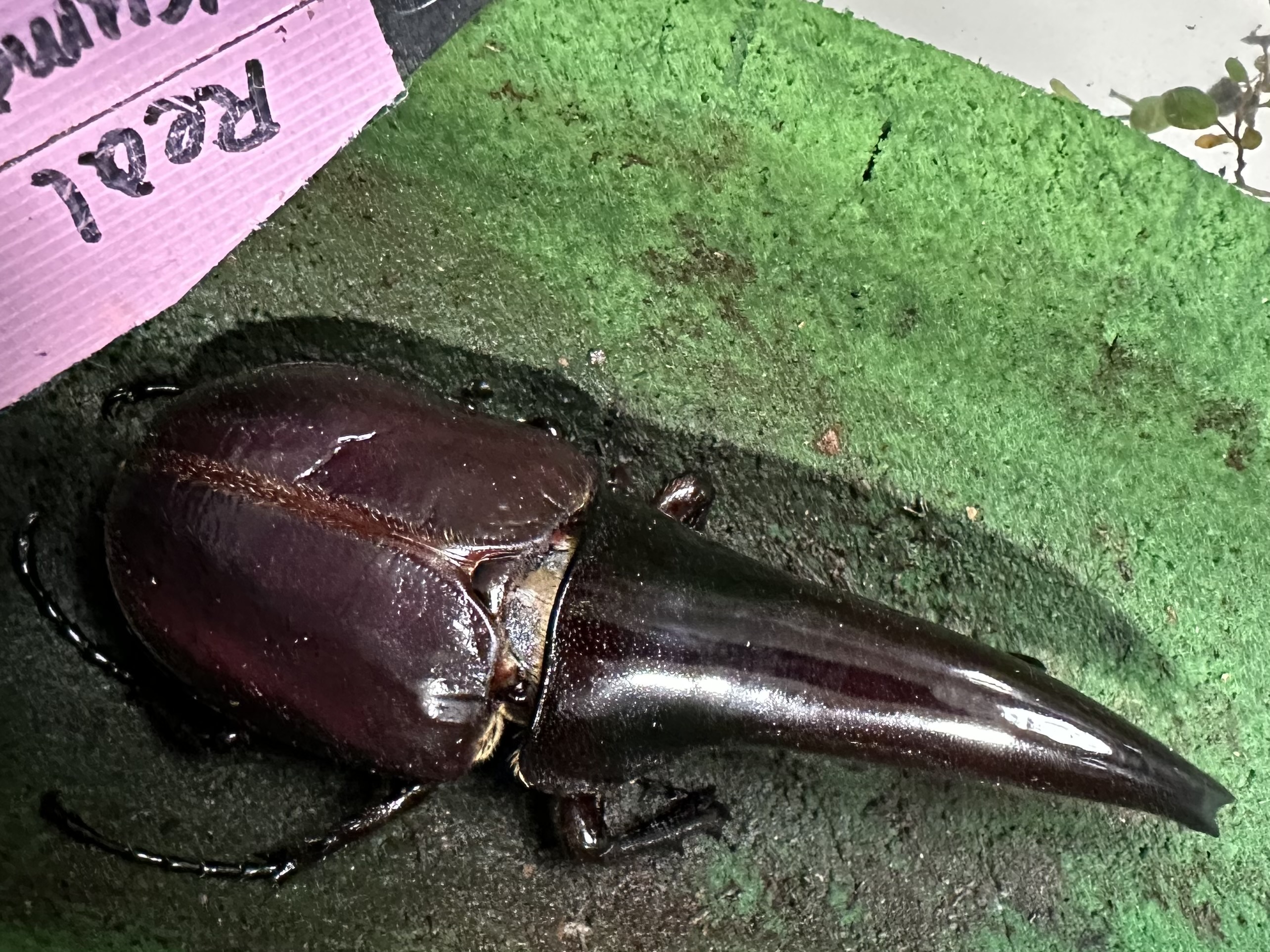 DHヘラクレスオオカブト　極短極太血統　羽化！！
