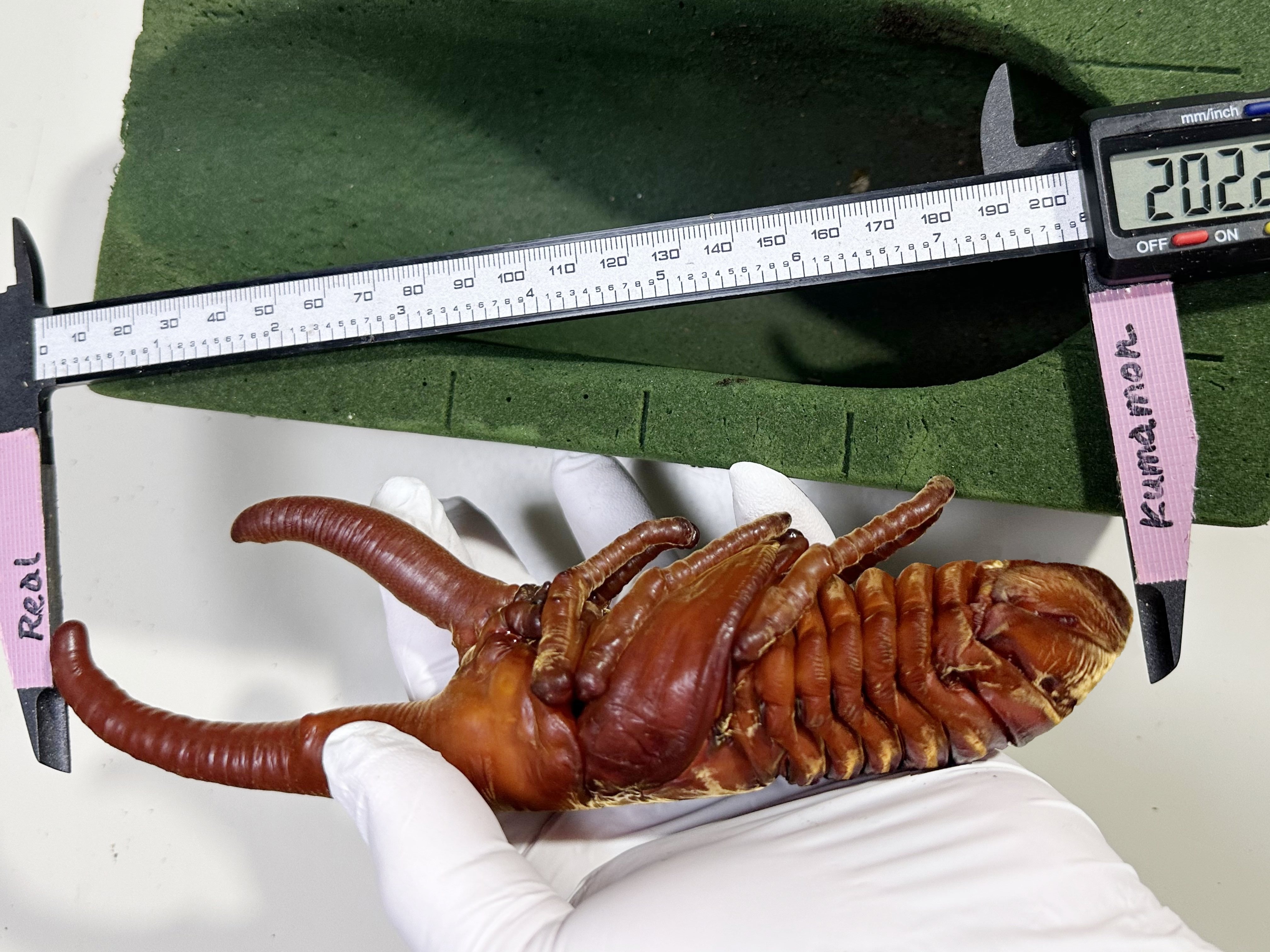DHヘラクレスオオカブト　GP血統　幼虫体重160gup 蛹化❗️