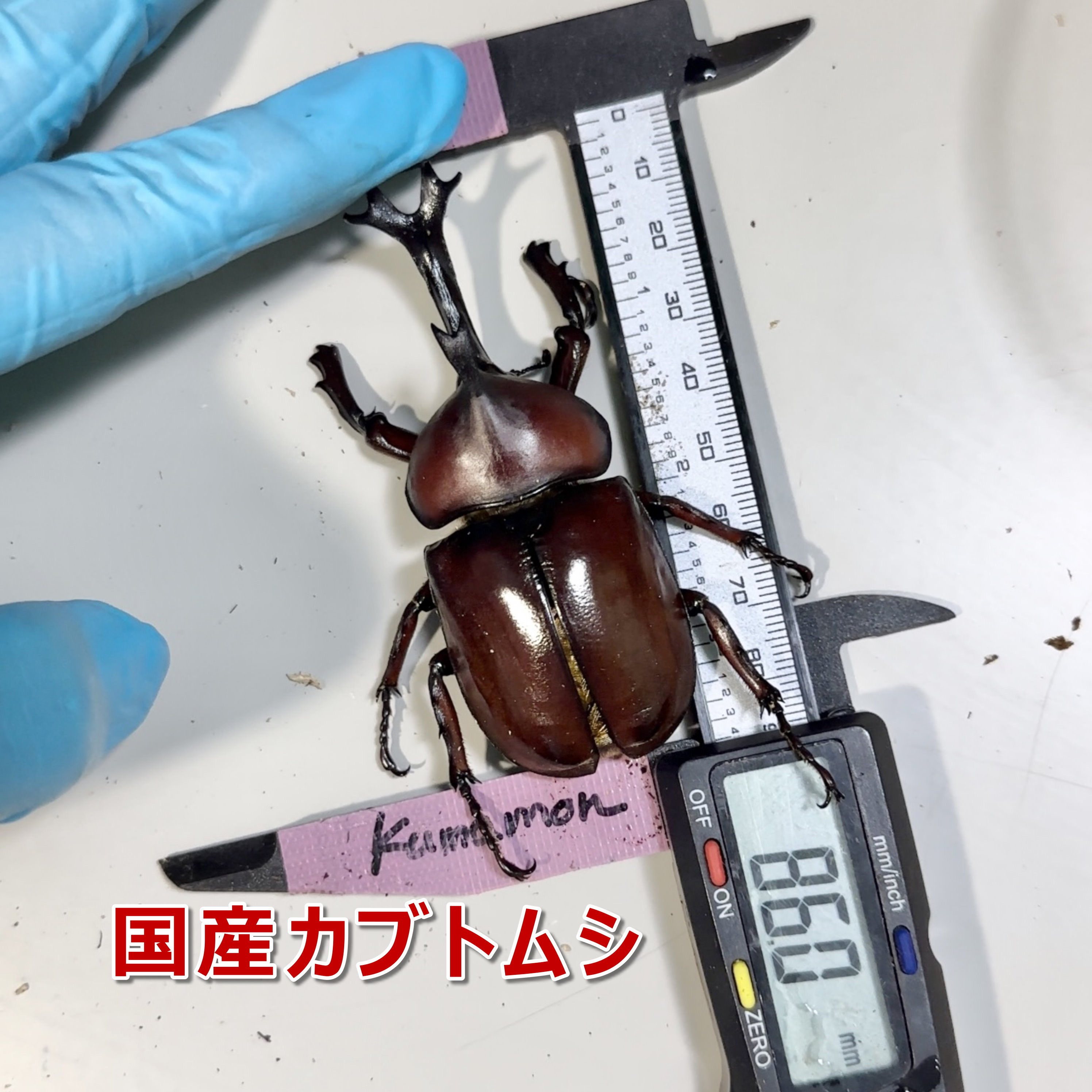 国産カブトムシ　♂86mm up 誕生しました‼️