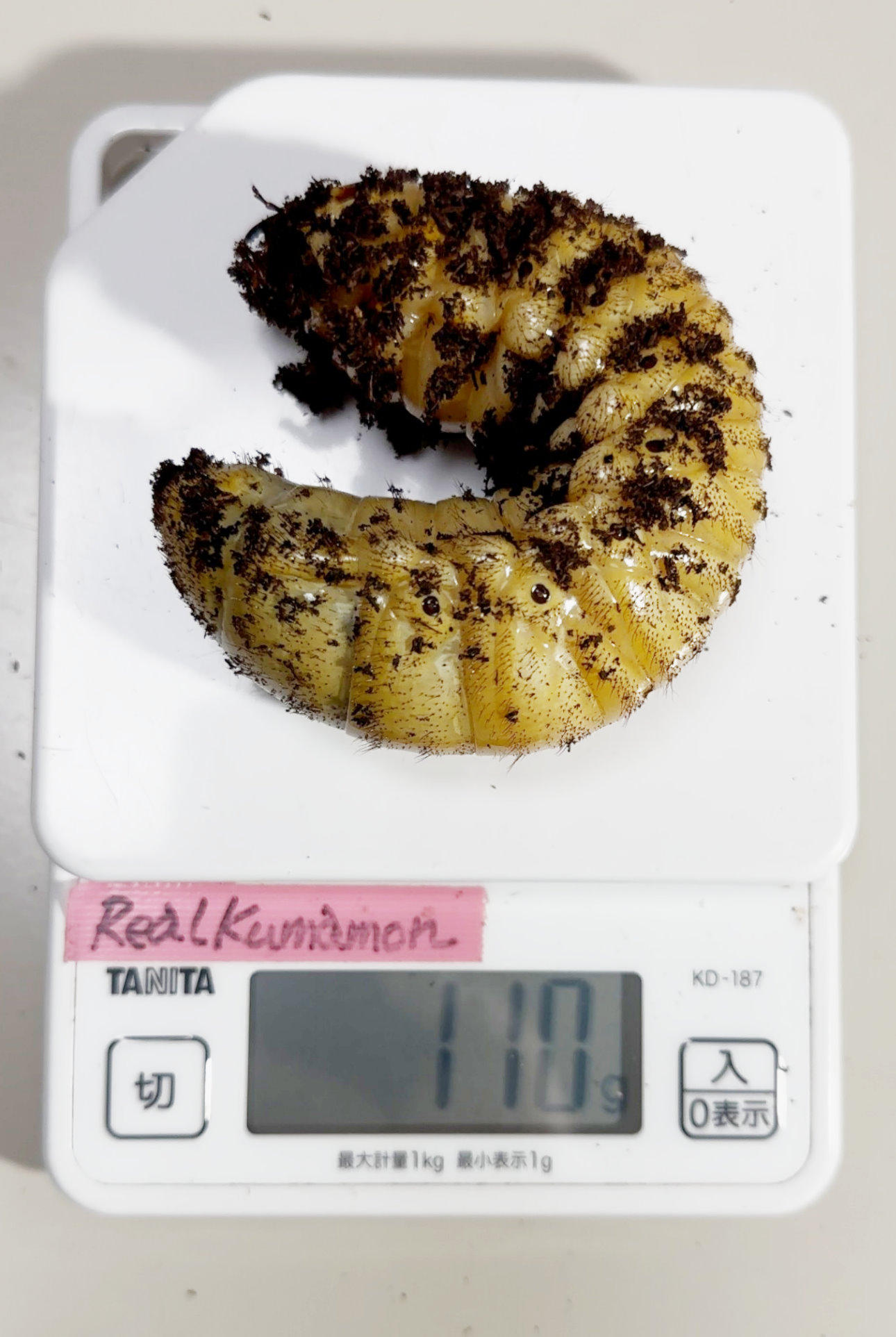 サタンオオカブト幼虫の体重測定！　なんと110ｇ