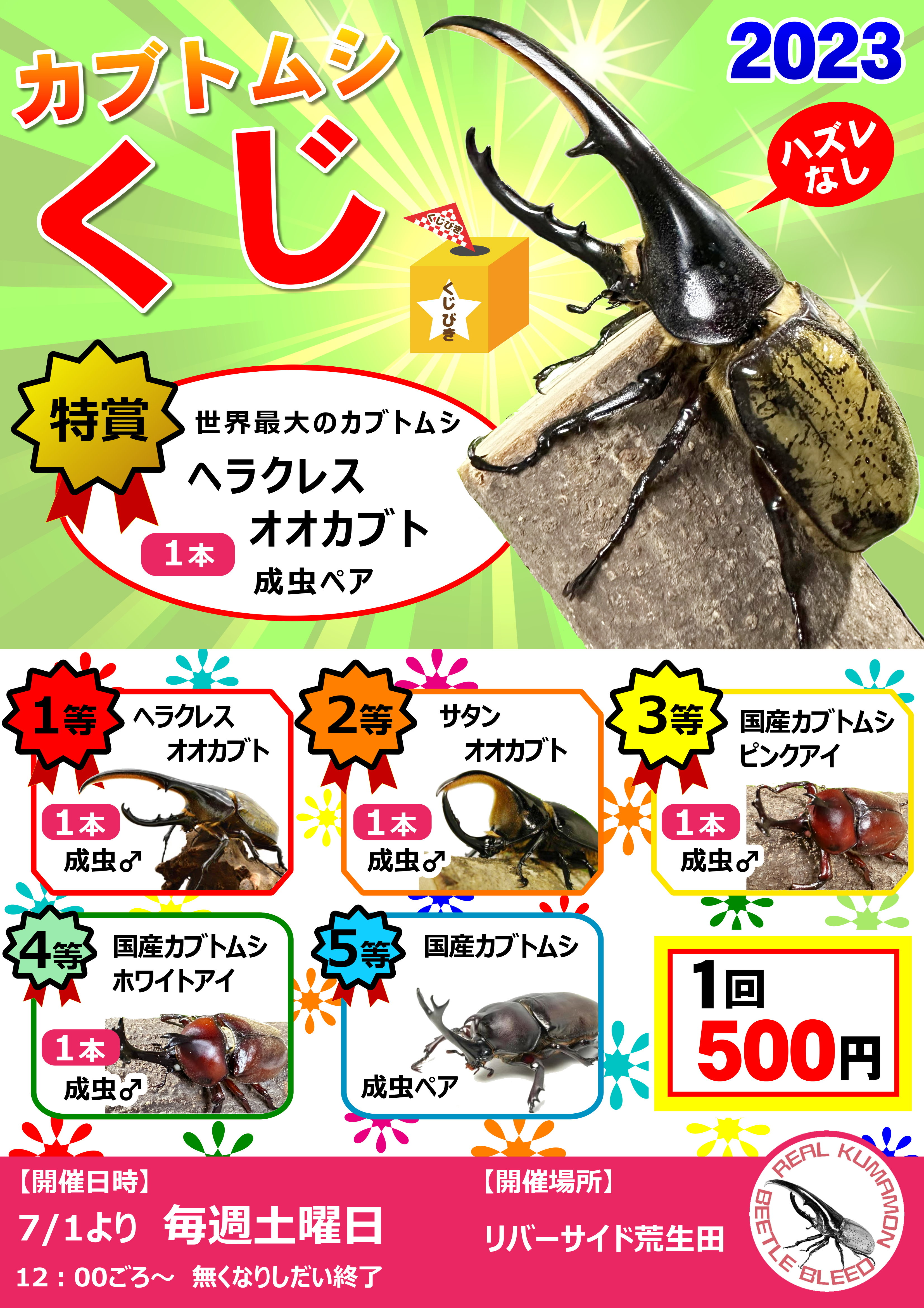 イベント情報❗️カブトムシくじを開催します❗️