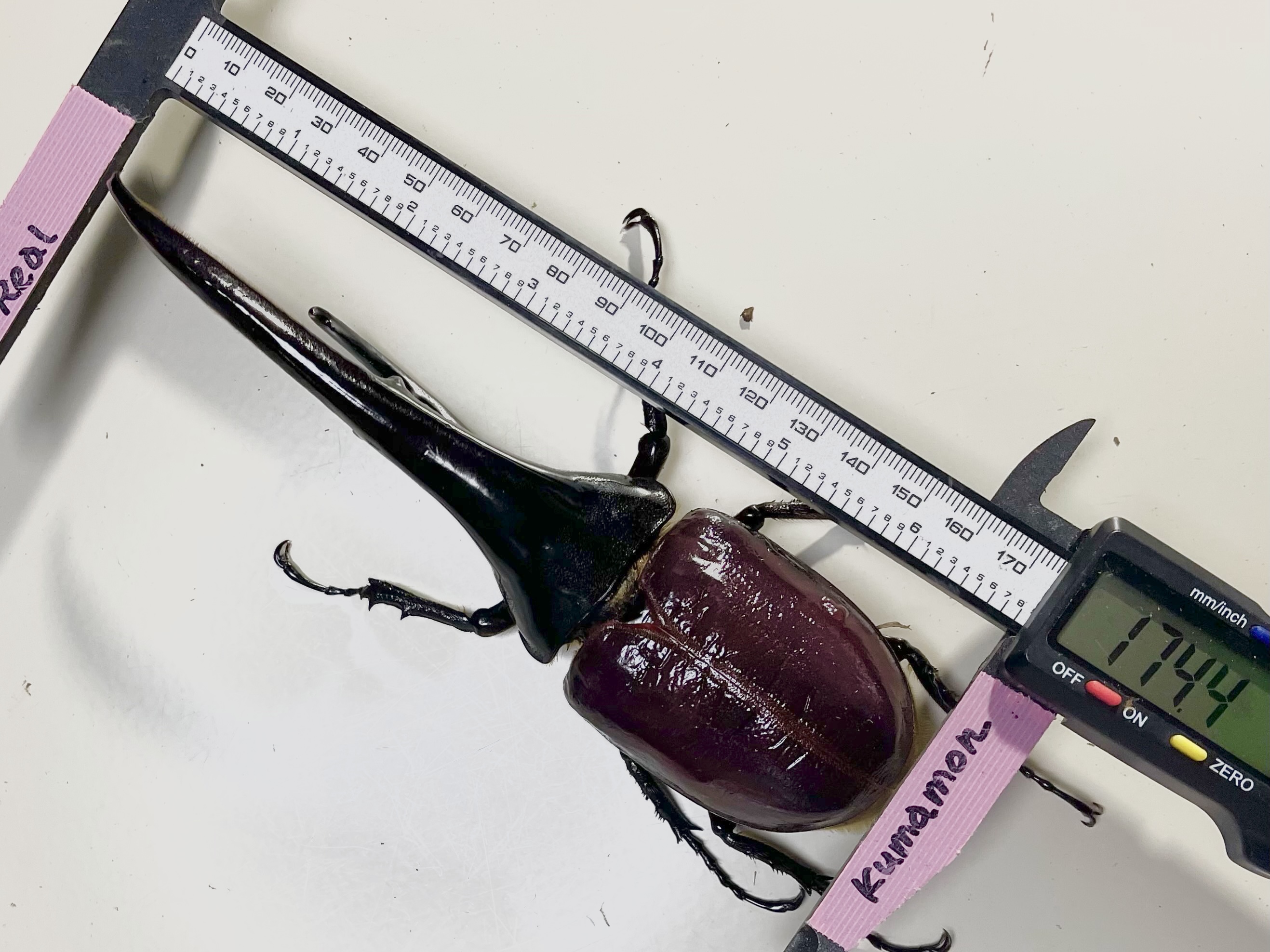 DHヘラクレスオオカブト　大きなヘラクレスくん血統　♂174mm