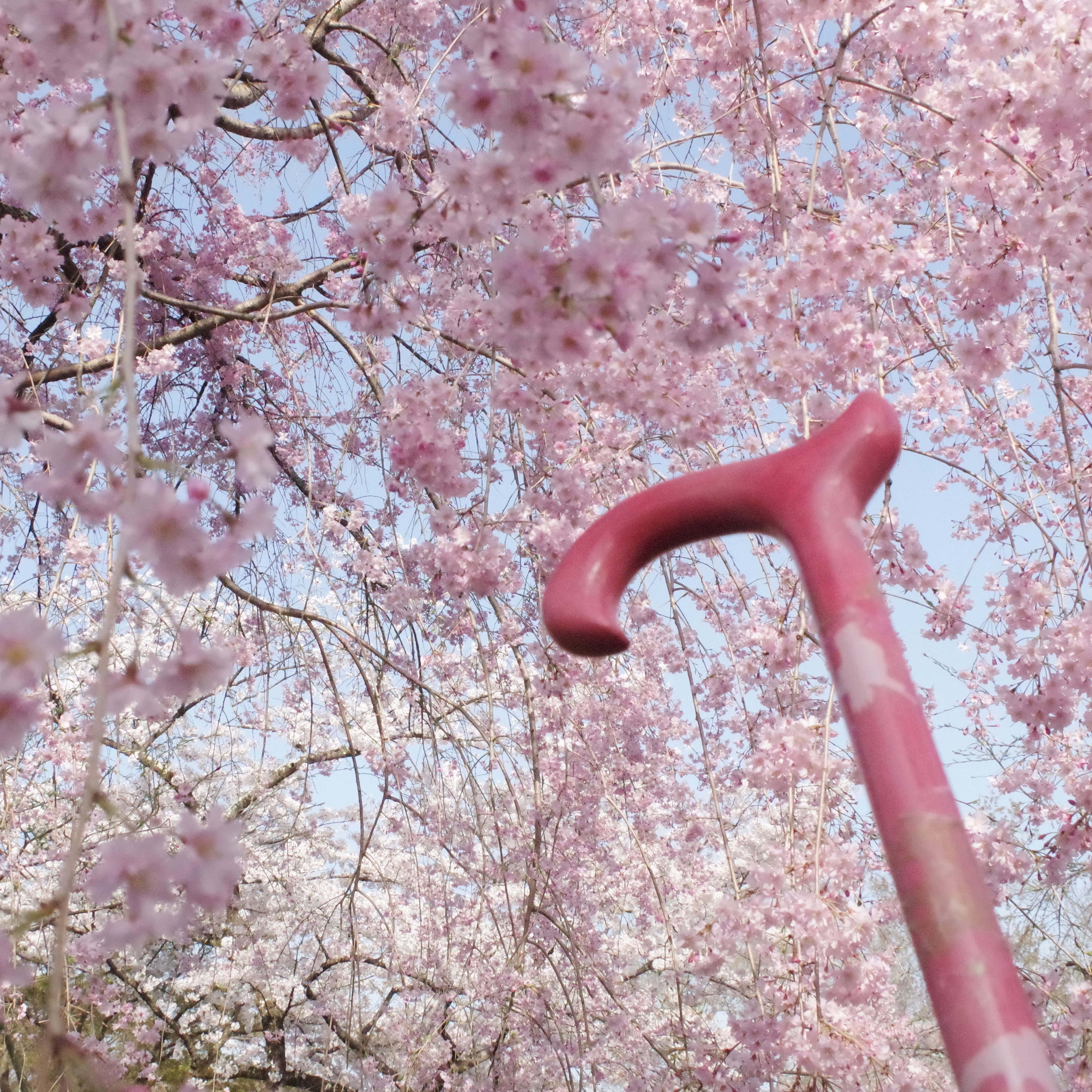 桜とステッキ