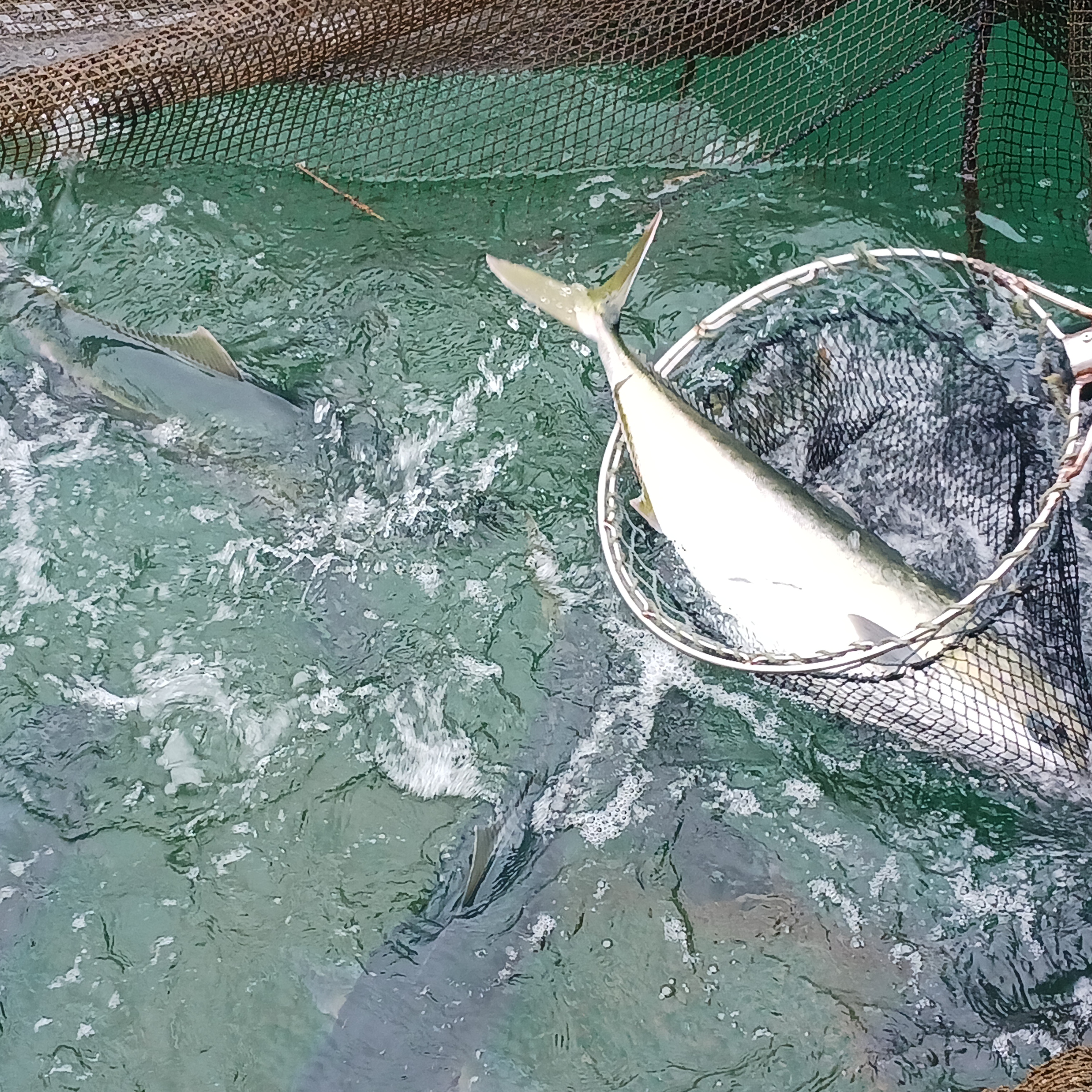 天然ぶり丸ごと1本裁き済み鮮魚を終了します。